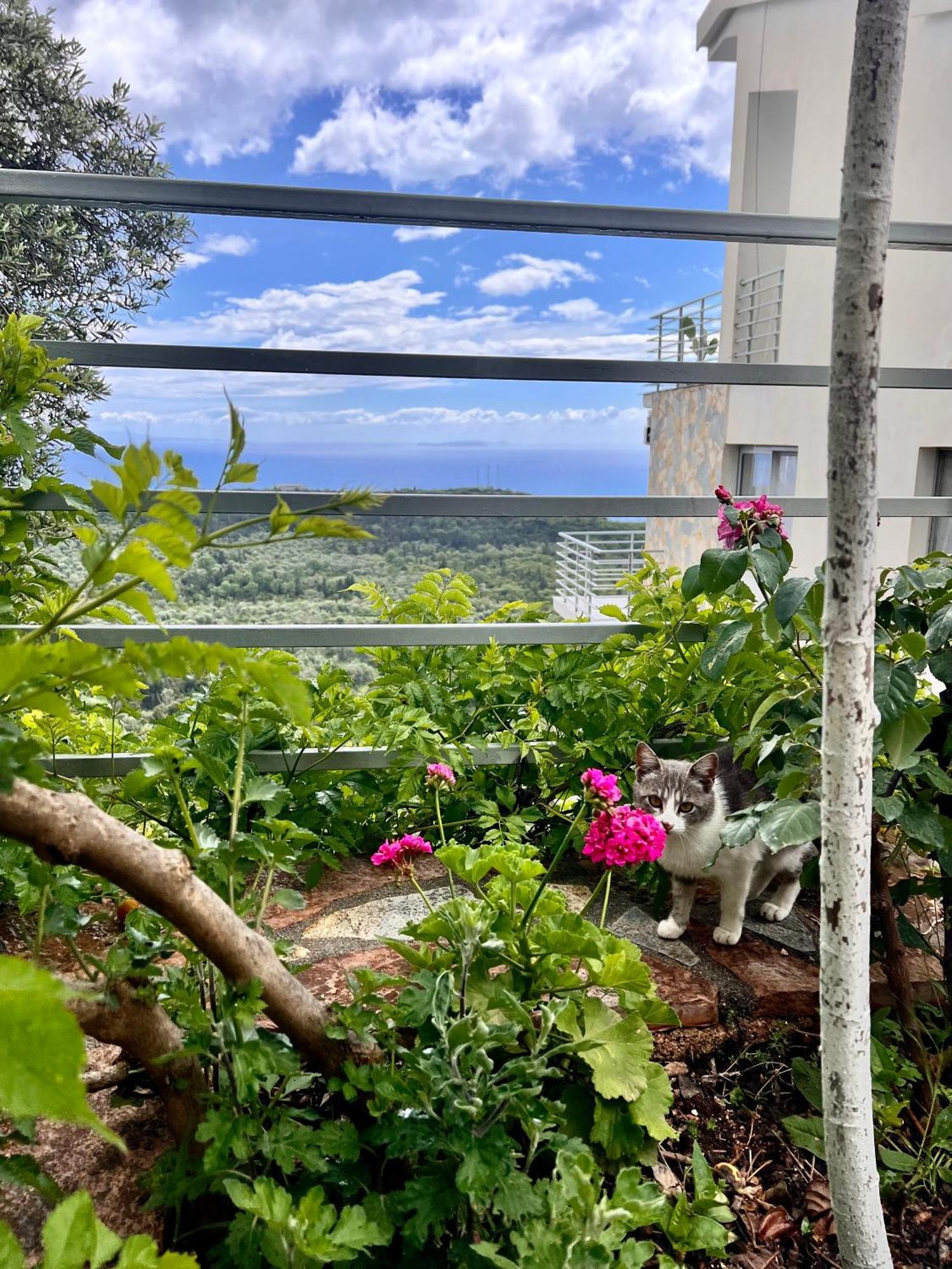Vuno Vila Tatjanaゲストハウス エクステリア 写真